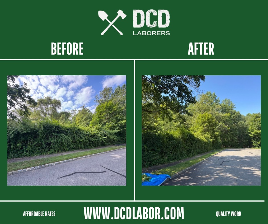 Before and after — Overgrowth clearing